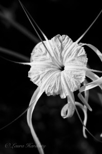 Spider Lily photo by Laura Hardesty